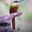 Rufous-tailed Jacamar